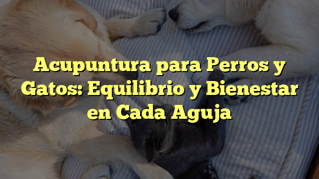 Acupuntura para Perros y Gatos: Equilibrio y Bienestar en Cada Aguja