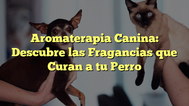 Aromaterapia Canina: Descubre las Fragancias que Curan a tu Perro