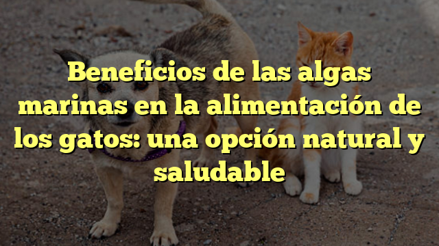 Beneficios de las algas marinas en la alimentación de los gatos: una opción natural y saludable