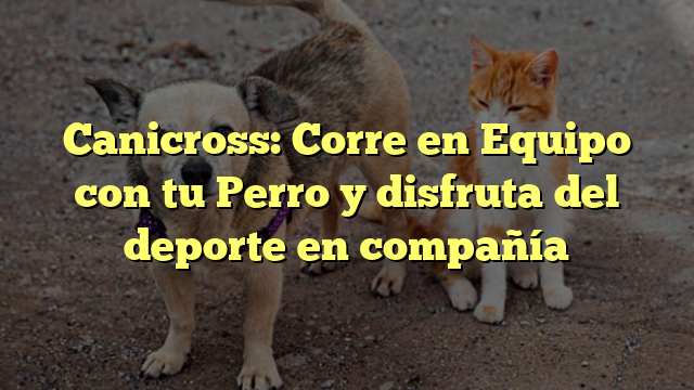Canicross: Corre en Equipo con tu Perro y disfruta del deporte en compañía