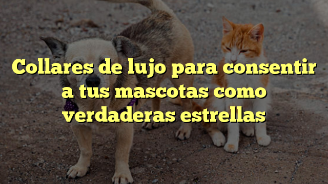 Collares de lujo para consentir a tus mascotas como verdaderas estrellas