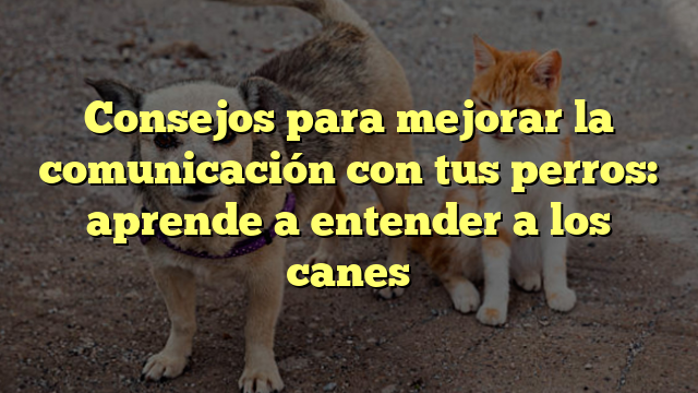 Consejos para mejorar la comunicación con tus perros: aprende a entender a los canes