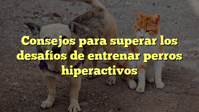 Consejos para superar los desafíos de entrenar perros hiperactivos