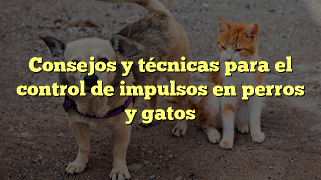 Consejos y técnicas para el control de impulsos en perros y gatos