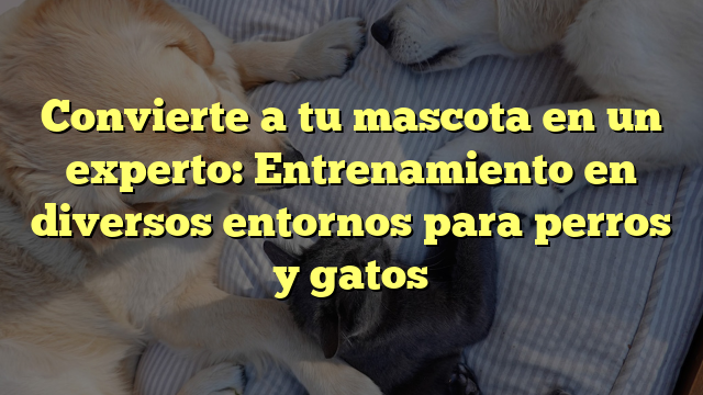 Convierte a tu mascota en un experto: Entrenamiento en diversos entornos para perros y gatos