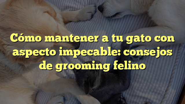 Cómo mantener a tu gato con aspecto impecable: consejos de grooming felino