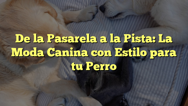 De la Pasarela a la Pista: La Moda Canina con Estilo para tu Perro