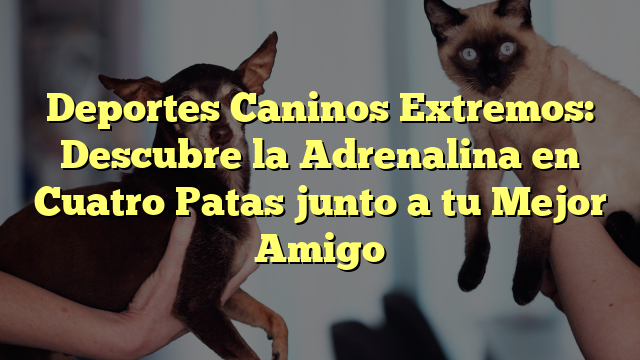 Deportes Caninos Extremos: Descubre la Adrenalina en Cuatro Patas junto a tu Mejor Amigo