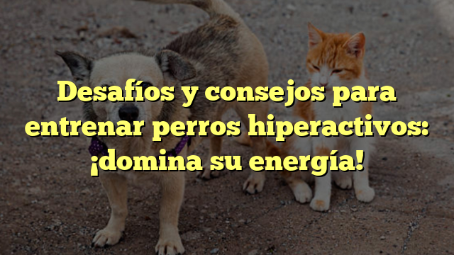 Desafíos y consejos para entrenar perros hiperactivos: ¡domina su energía!
