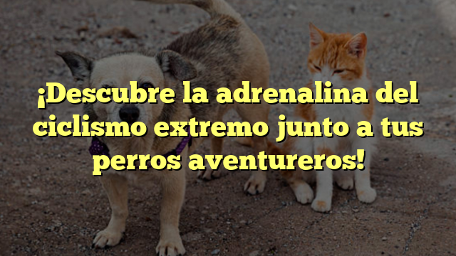¡Descubre la adrenalina del ciclismo extremo junto a tus perros aventureros!