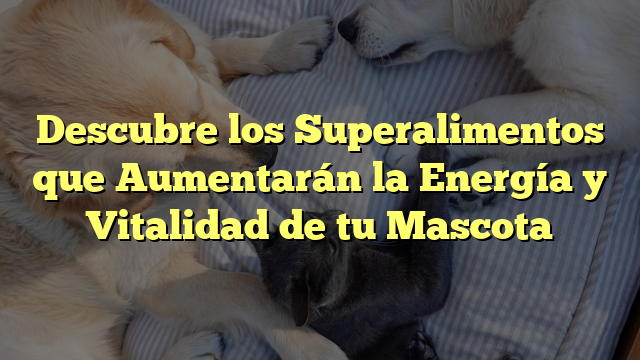 Descubre los Superalimentos que Aumentarán la Energía y Vitalidad de tu Mascota