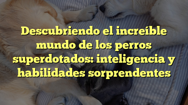 Descubriendo el increíble mundo de los perros superdotados: inteligencia y habilidades sorprendentes