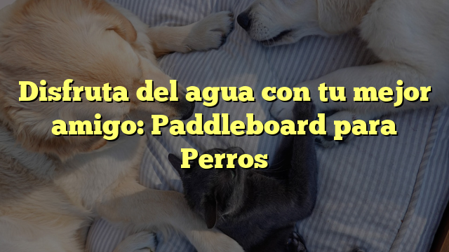 Disfruta del agua con tu mejor amigo: Paddleboard para Perros