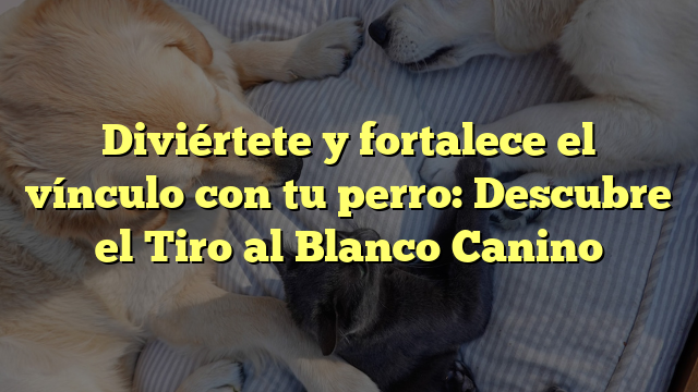 Diviértete y fortalece el vínculo con tu perro: Descubre el Tiro al Blanco Canino