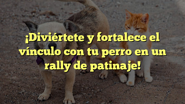 ¡Diviértete y fortalece el vínculo con tu perro en un rally de patinaje!
