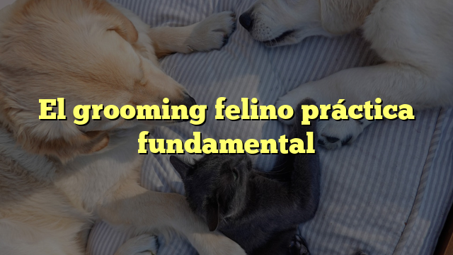 El grooming felino práctica fundamental