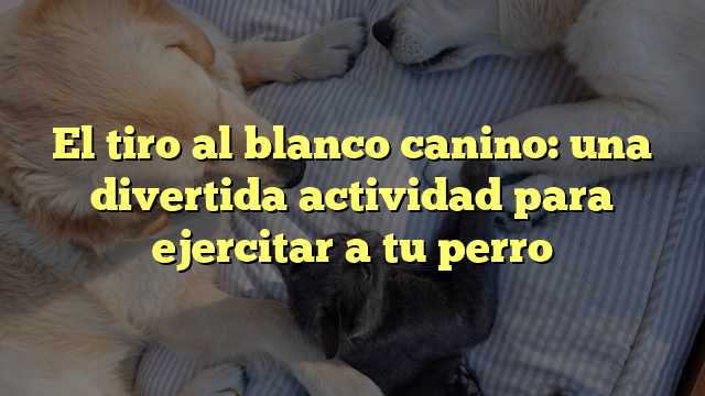 El tiro al blanco canino: una divertida actividad para ejercitar a tu perro