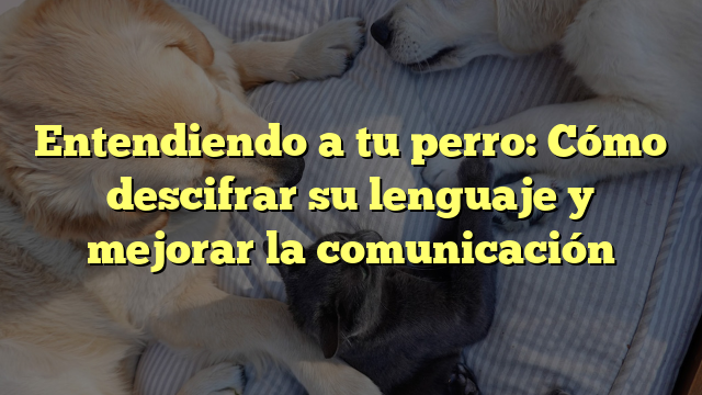 Entendiendo a tu perro: Cómo descifrar su lenguaje y mejorar la comunicación