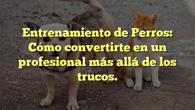 Entrenamiento de Perros: Cómo convertirte en un profesional más allá de los trucos.