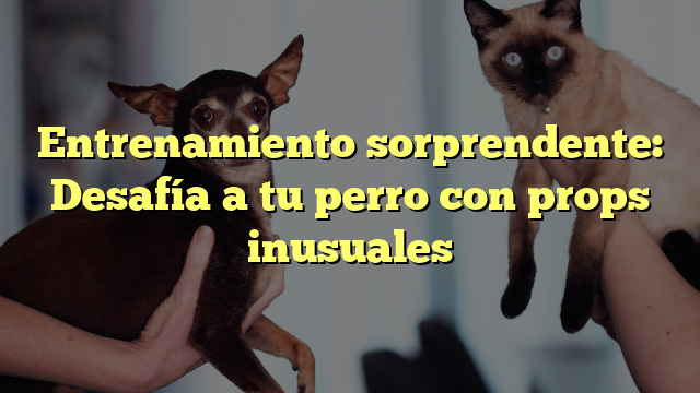Entrenamiento sorprendente: Desafía a tu perro con props inusuales