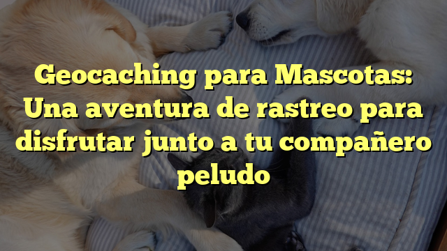 Geocaching para Mascotas: Una aventura de rastreo para disfrutar junto a tu compañero peludo