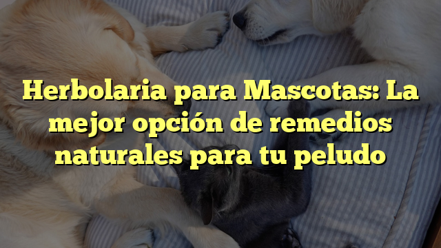 Herbolaria para Mascotas: La mejor opción de remedios naturales para tu peludo
