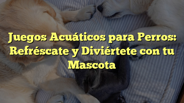 Juegos Acuáticos para Perros: Refréscate y Diviértete con tu Mascota