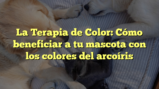 La Terapia de Color: Cómo beneficiar a tu mascota con los colores del arcoíris