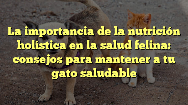 La importancia de la nutrición holística en la salud felina: consejos para mantener a tu gato saludable