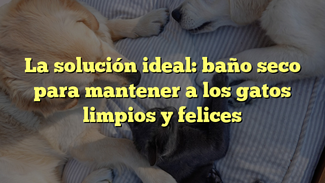La solución ideal: baño seco para mantener a los gatos limpios y felices