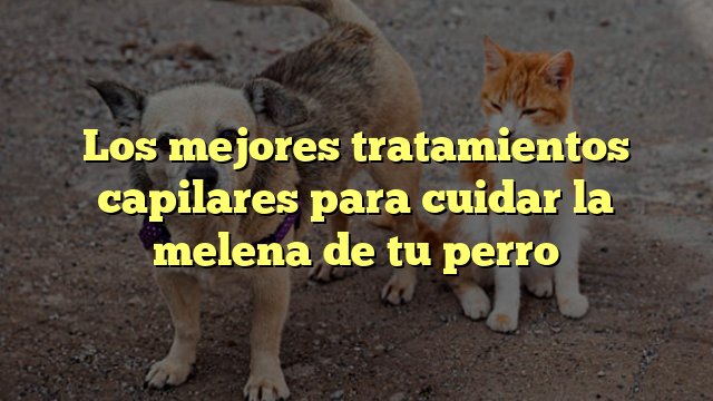 Los mejores tratamientos capilares para cuidar la melena de tu perro