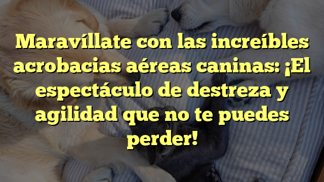 Maravíllate con las increíbles acrobacias aéreas caninas: ¡El espectáculo de destreza y agilidad que no te puedes perder!