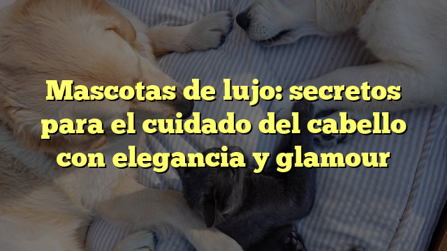 Mascotas de lujo: secretos para el cuidado del cabello con elegancia y glamour