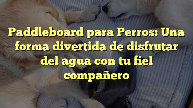 Paddleboard para Perros: Una forma divertida de disfrutar del agua con tu fiel compañero