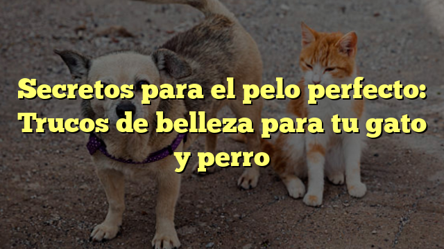 Secretos para el pelo perfecto: Trucos de belleza para tu gato y perro