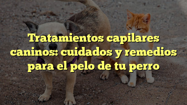 Tratamientos capilares caninos: cuidados y remedios para el pelo de tu perro