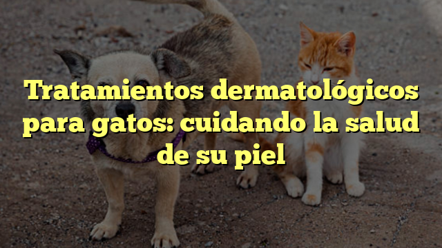 Tratamientos dermatológicos para gatos: cuidando la salud de su piel
