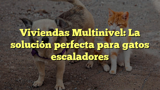 Viviendas Multinivel: La solución perfecta para gatos escaladores