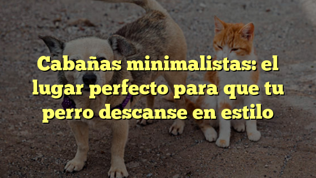 Cabañas minimalistas: el lugar perfecto para que tu perro descanse en estilo