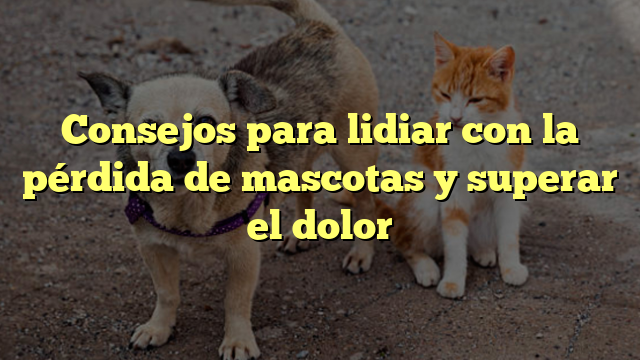 Consejos para lidiar con la pérdida de mascotas y superar el dolor