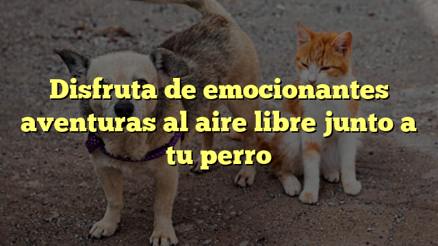 Disfruta de emocionantes aventuras al aire libre junto a tu perro