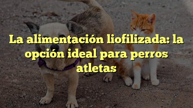 La alimentación liofilizada: la opción ideal para perros atletas