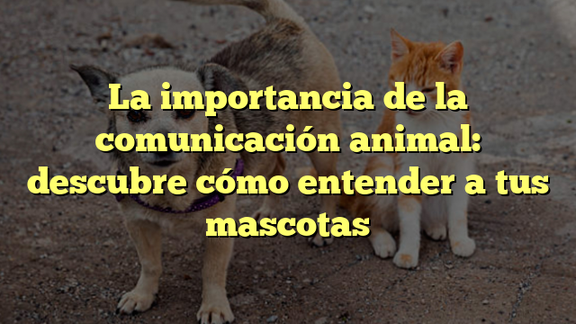 La importancia de la comunicación animal: descubre cómo entender a tus mascotas