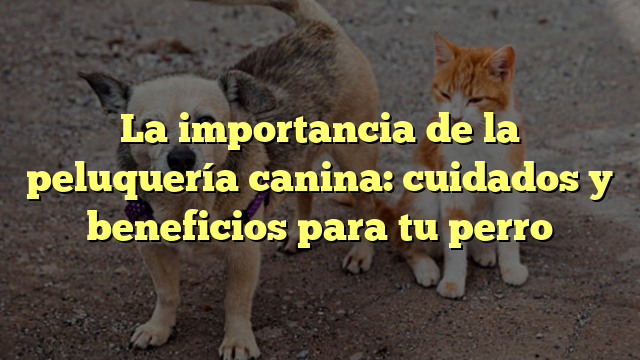 La importancia de la peluquería canina: cuidados y beneficios para tu perro