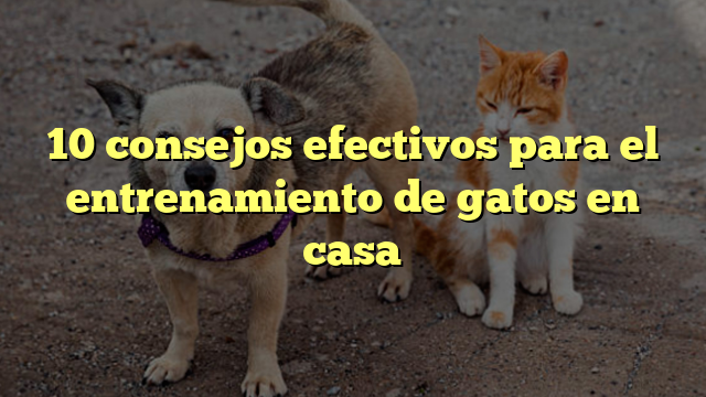 10 consejos efectivos para el entrenamiento de gatos en casa