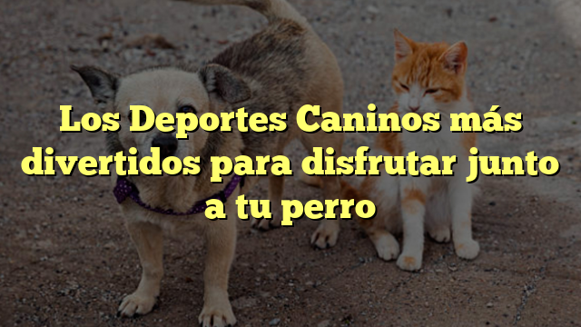 Los Deportes Caninos más divertidos para disfrutar junto a tu perro