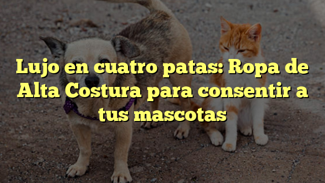 Lujo en cuatro patas: Ropa de Alta Costura para consentir a tus mascotas