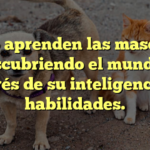 Cómo aprenden las mascotas: Descubriendo el mundo a través de su inteligencia y habilidades.