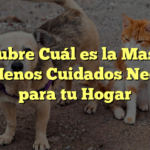 Descubre Cuál es la Mascota que Menos Cuidados Necesita para tu Hogar