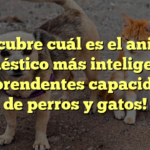 Descubre cuál es el animal doméstico más inteligente: ¡Sorprendentes capacidades de perros y gatos!